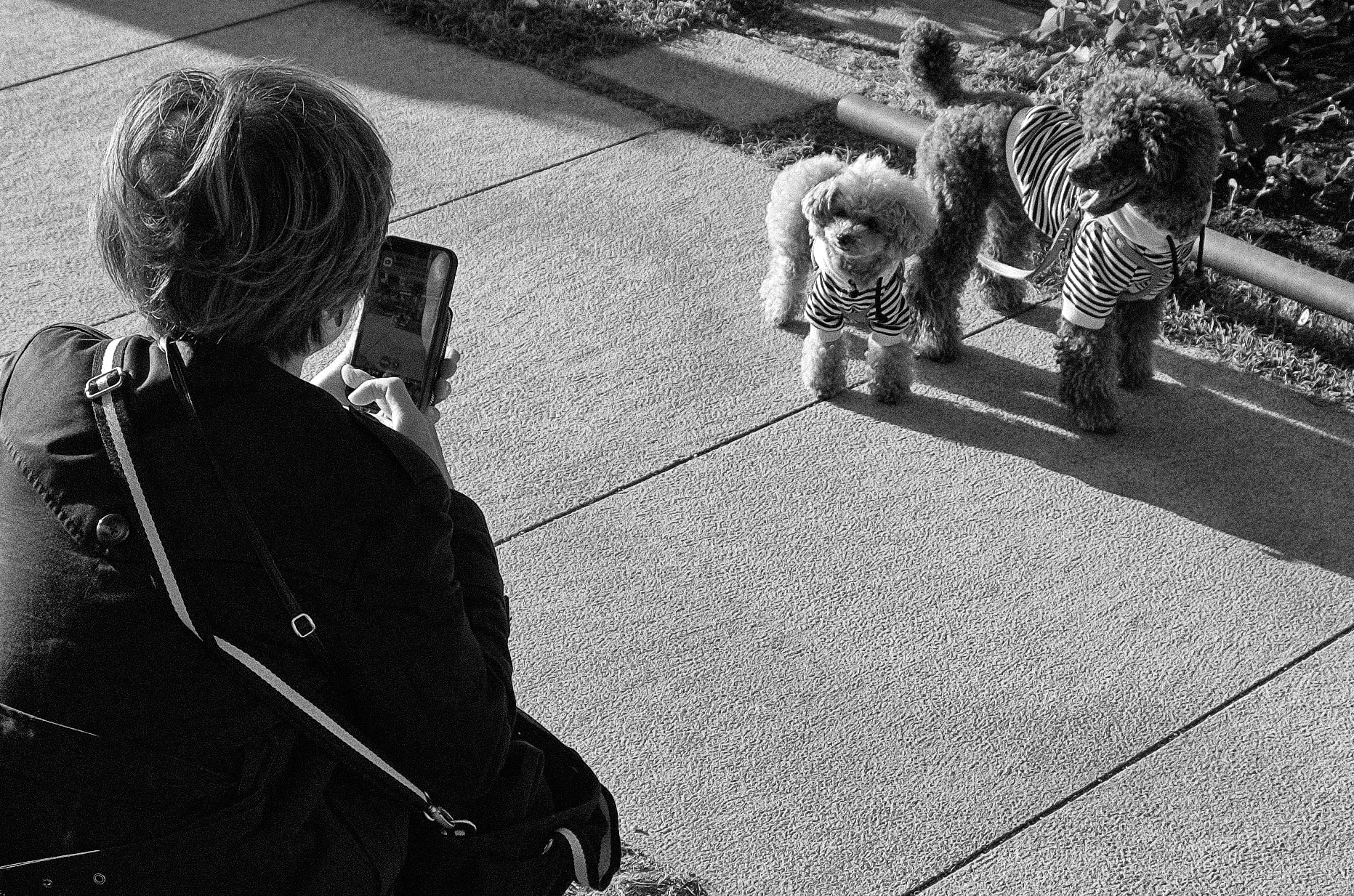 Two (Nik) doggy photo